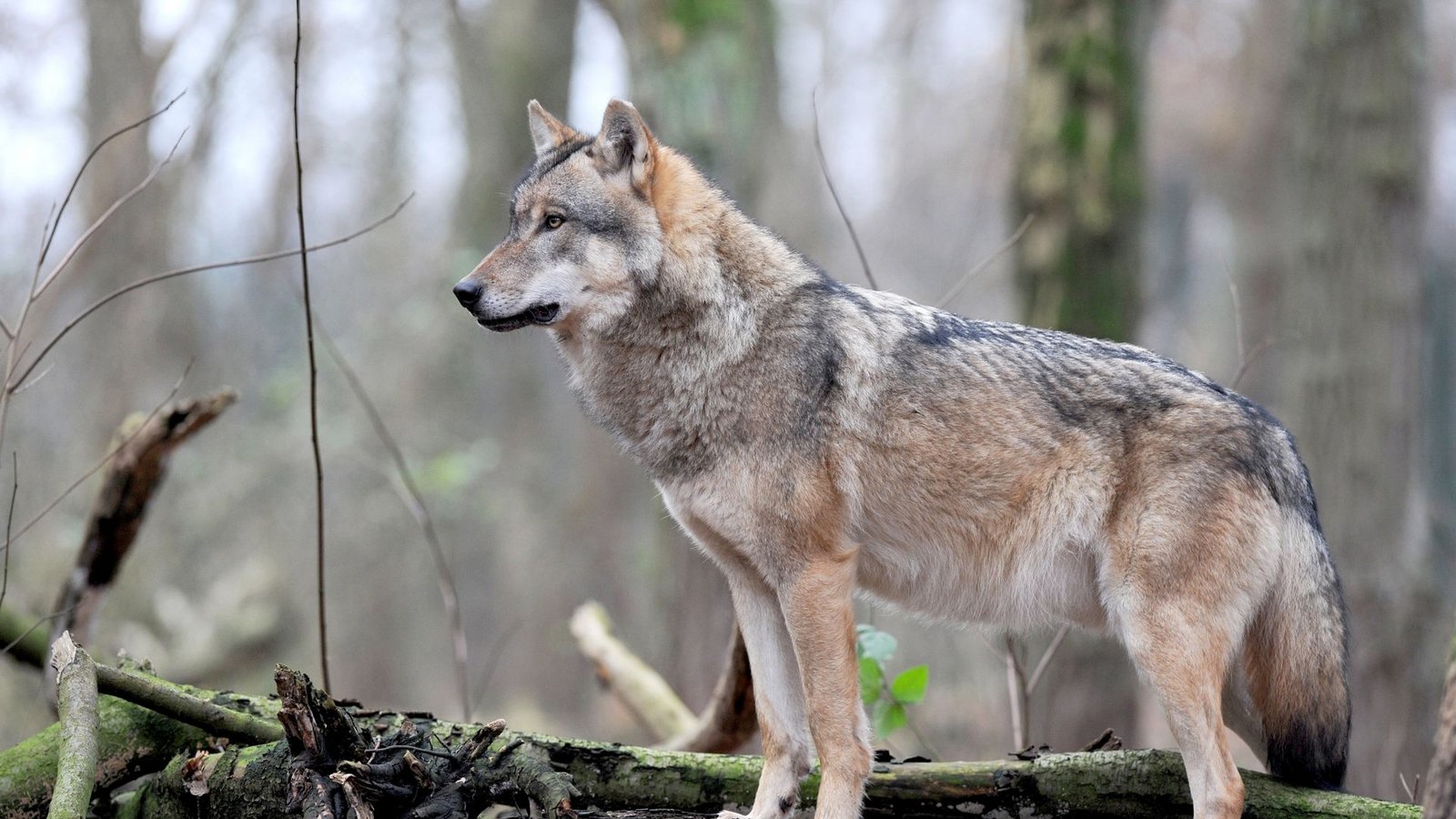 Muss uns ein Wolf wirklich Angst machen?Foto: dpa/Ingo Wagner Muss uns ein Wolf wirklich Angst machen?Foto: dpa/Ingo Wagner