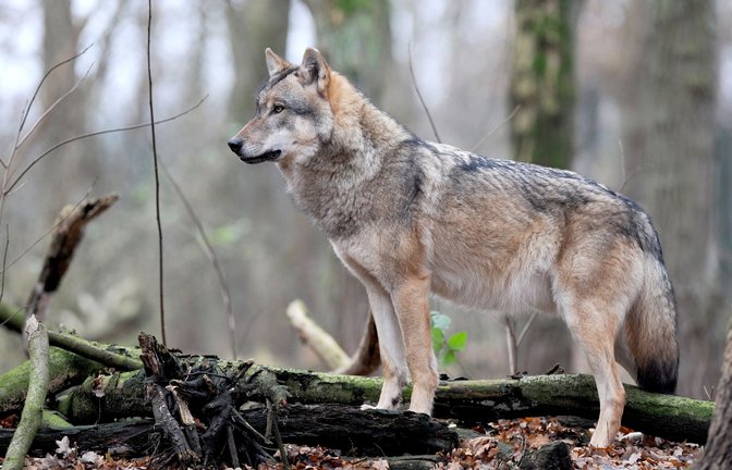 Muss uns ein Wolf wirklich Angst machen?<span class='image-autor'>Foto: dpa/Ingo Wagner</span>