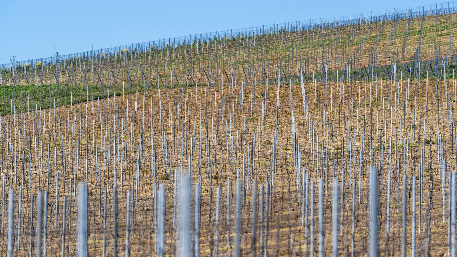 Die gesamte Rebfläche in Deutschland wird kleiner. (Symbolbild)Foto: Andreas Arnold/dpa