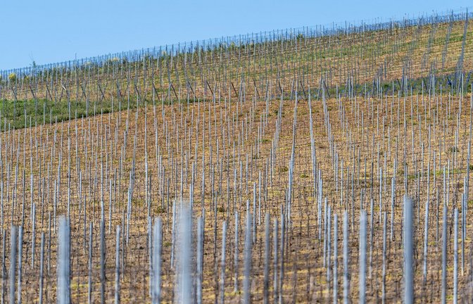 Die gesamte Rebfläche in Deutschland wird kleiner. (Symbolbild)<span class='image-autor'>Foto: Andreas Arnold/dpa</span>
