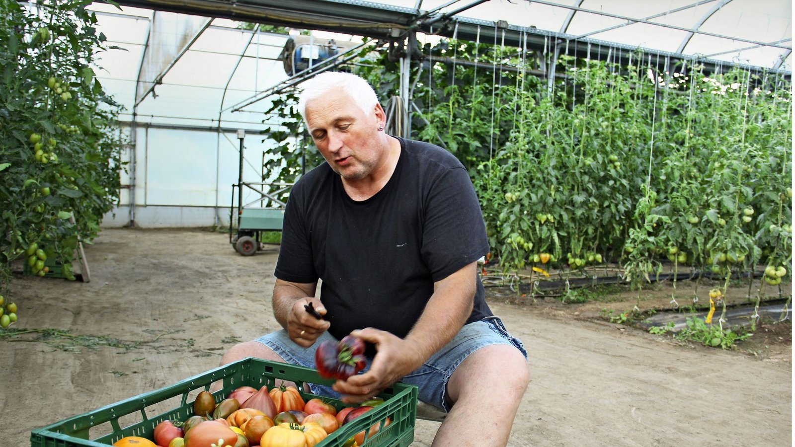 Winfried Keller ist passionierter Tomatenbauer. Er und seine Frau Margarita Keller haben sich auf die Vielfalt der Früchte spezialisiert.Foto: Uli Fricker Winfried Keller ist passionierter Tomatenbauer. Er und seine Frau Margarita Keller haben sich auf die Vielfalt der Früchte spezialisiert.Foto: Uli Fricker