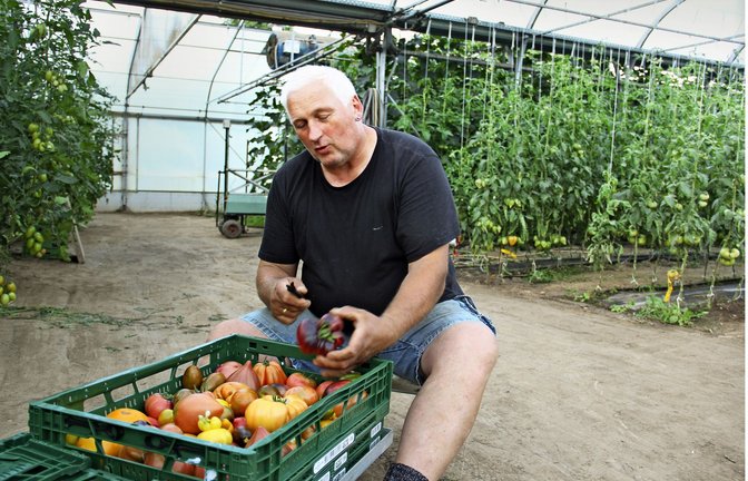 Winfried Keller ist passionierter Tomatenbauer. Er und  seine Frau Margarita Keller haben sich auf die Vielfalt der Früchte spezialisiert.<span class='image-autor'>Foto: Uli Fricker</span>