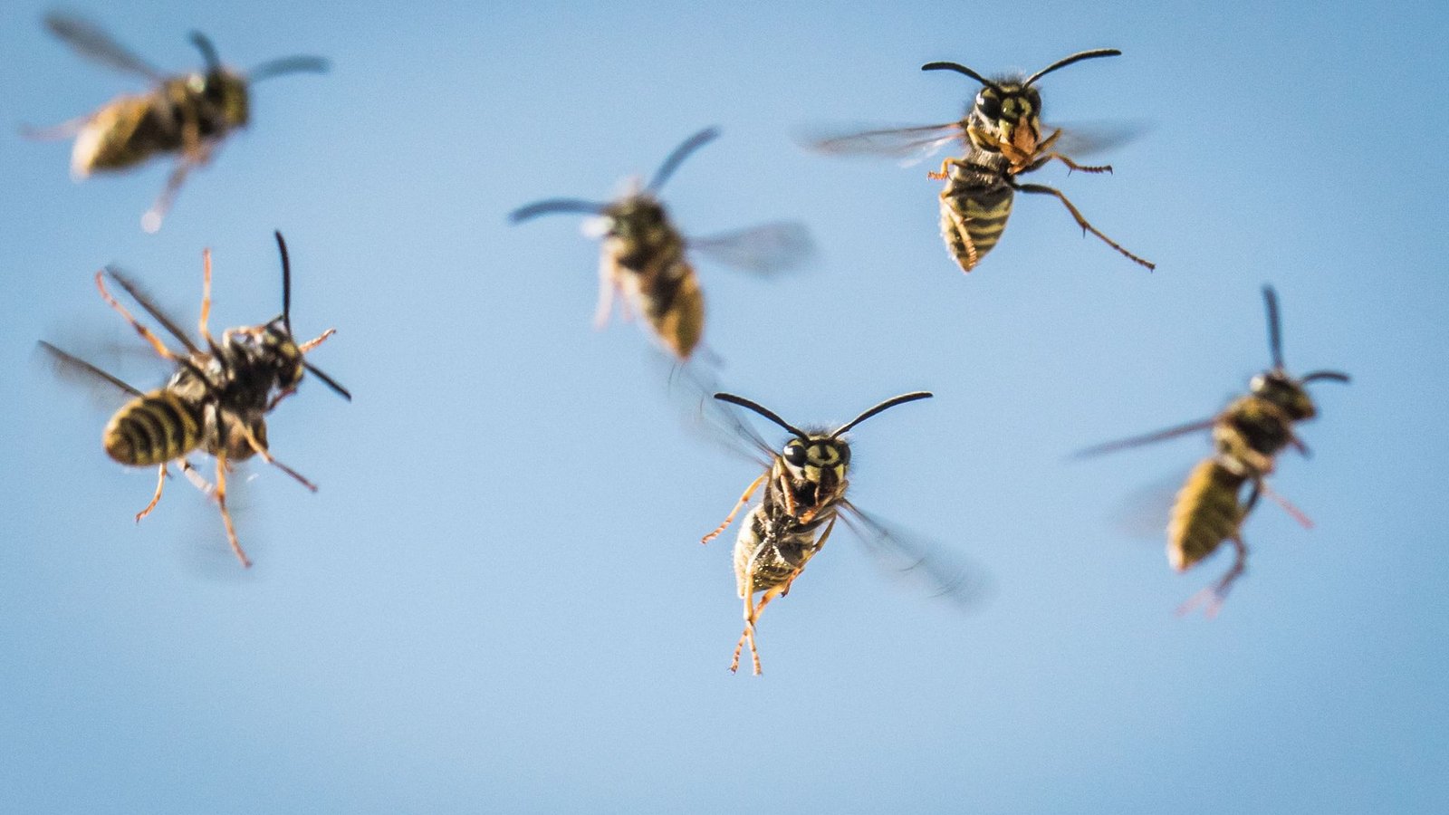 Im August und September sind die meisten Wespen unterwegs. (Archivbild)Foto: Frank Rumpenhorst/dpa/dpa-tmn