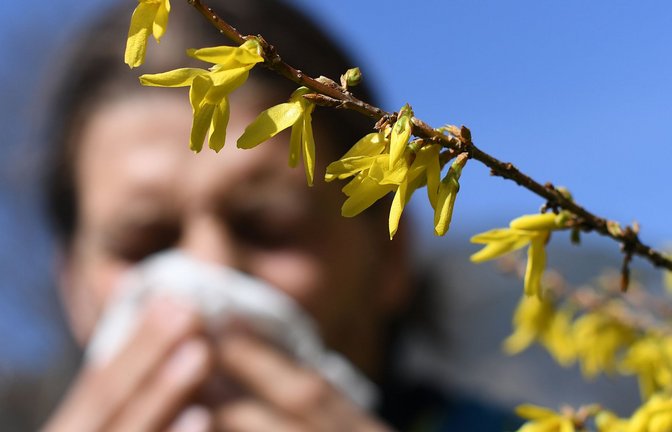 Hatschi! Die Pollen fliegen schon wieder.<span class='image-autor'>Foto: dpa/Angelika Warmuth</span>