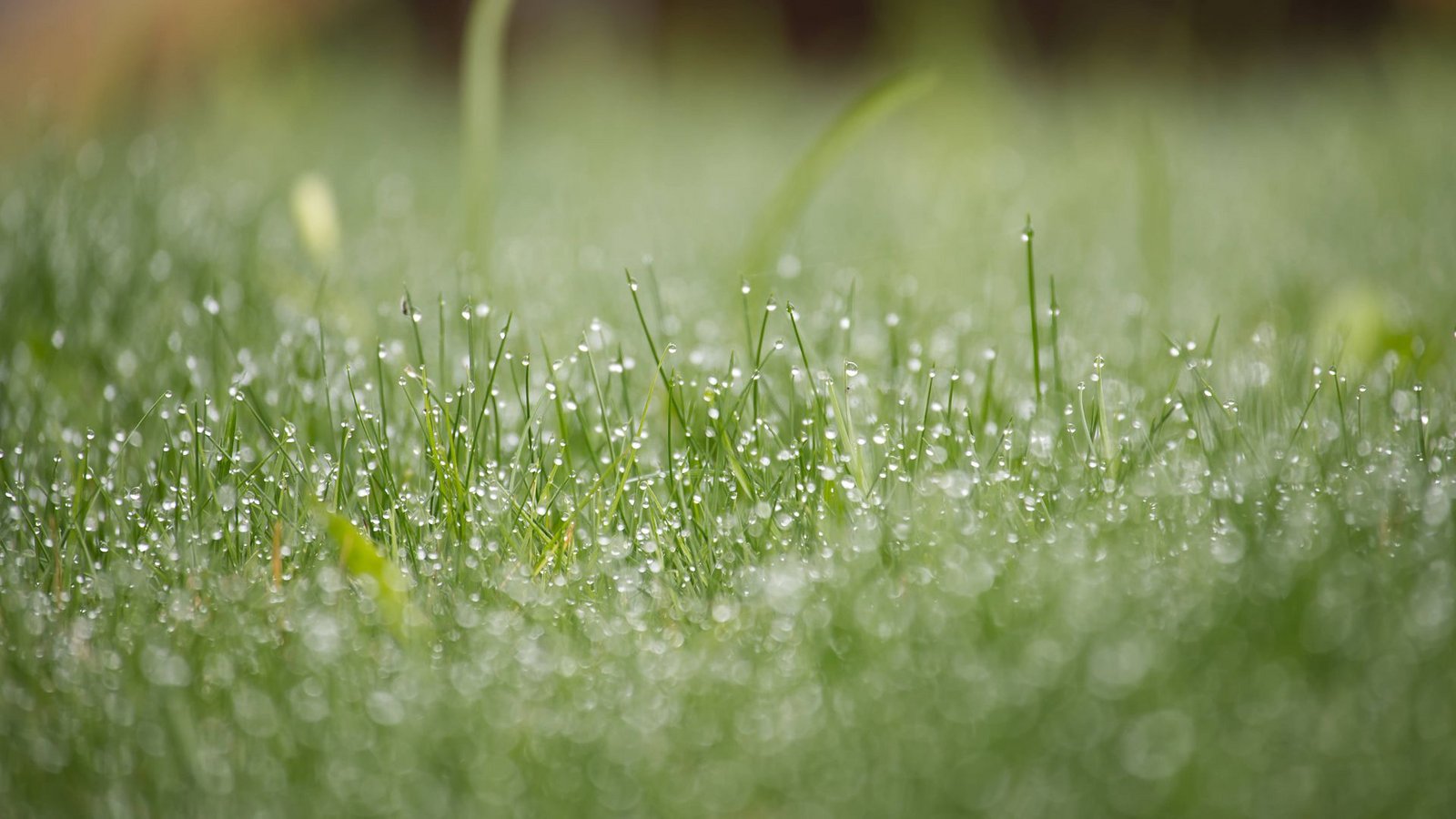Kommt in den nächsten Taen auch mal die Sonne durch – und macht es dann Sinn, den Rasen zu mähen?Foto: IMAGO/Zoonar