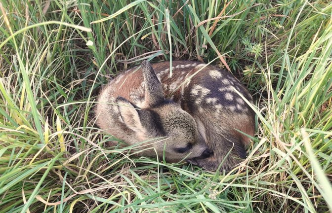 Wer ein vermeintlich verlassenes Jungtier wie beispielsweise ein Rehkitz findet, sollte es nicht anfassen oder gar mitnehmen. <span class='image-autor'>Foto: LE/Kälber</span>