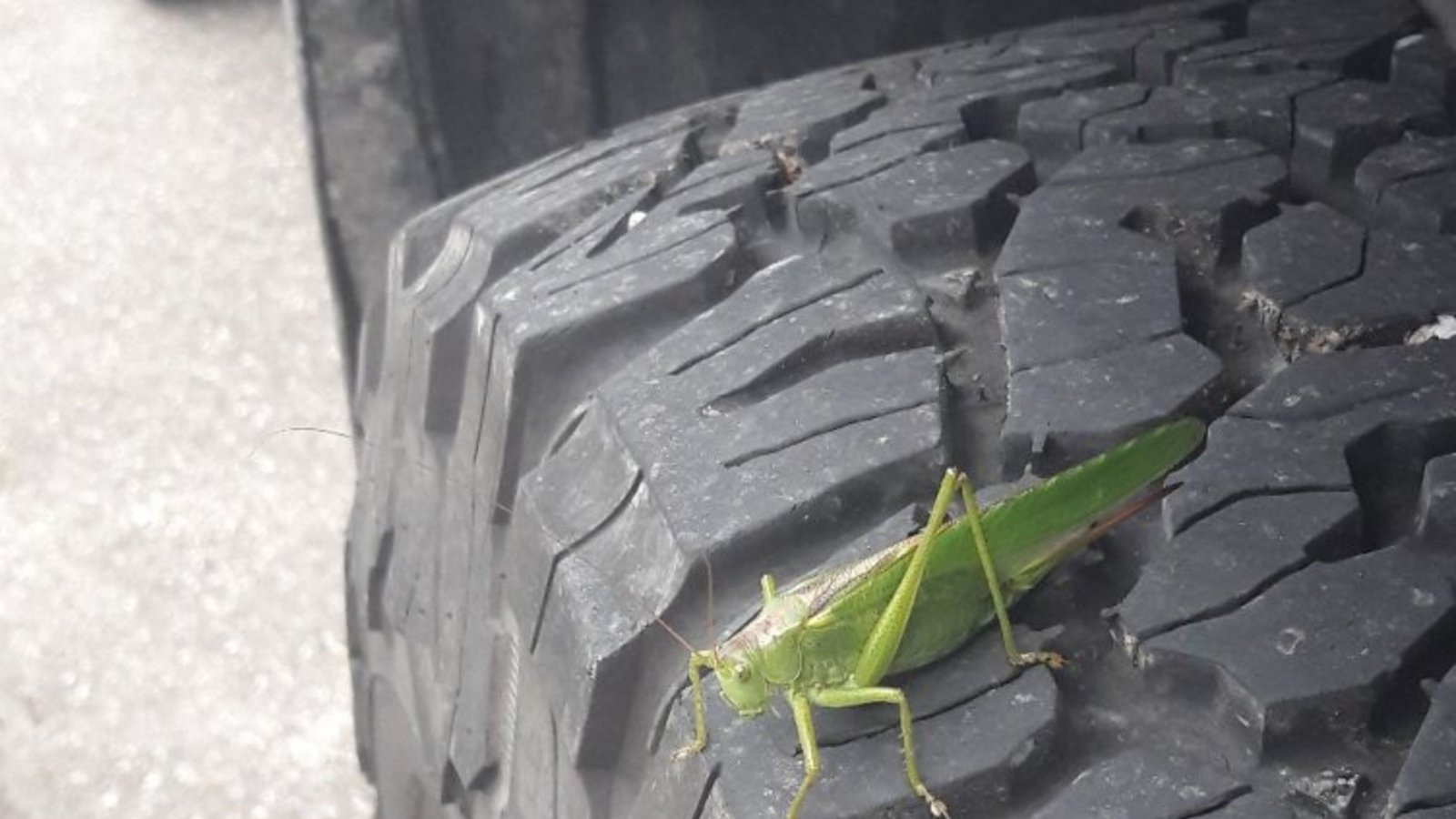 Grünes Heupferd auf großer Fahrt.  Foto: sr