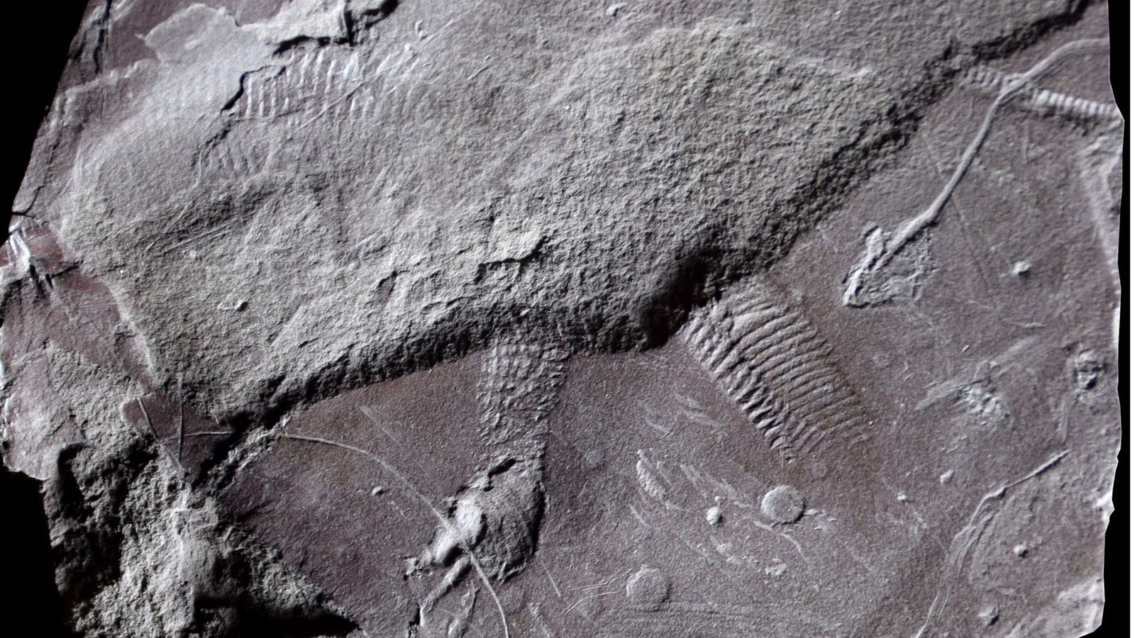 Diese Hautabdrücke eines eidechsengroßen Reptils sind 298 bis 299 Millionen Jahre alt. Sie sind der älteste Nachweis von reptilientypischen Schuppen.Foto: © Lorenzo Marchetti