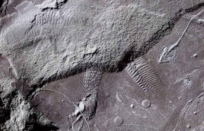 Diese Hautabdrücke eines eidechsengroßen Reptils sind 298 bis 299 Millionen Jahre alt. Sie sind der älteste Nachweis von reptilientypischen Schuppen.<span class='image-autor'>Foto: © Lorenzo Marchetti</span>