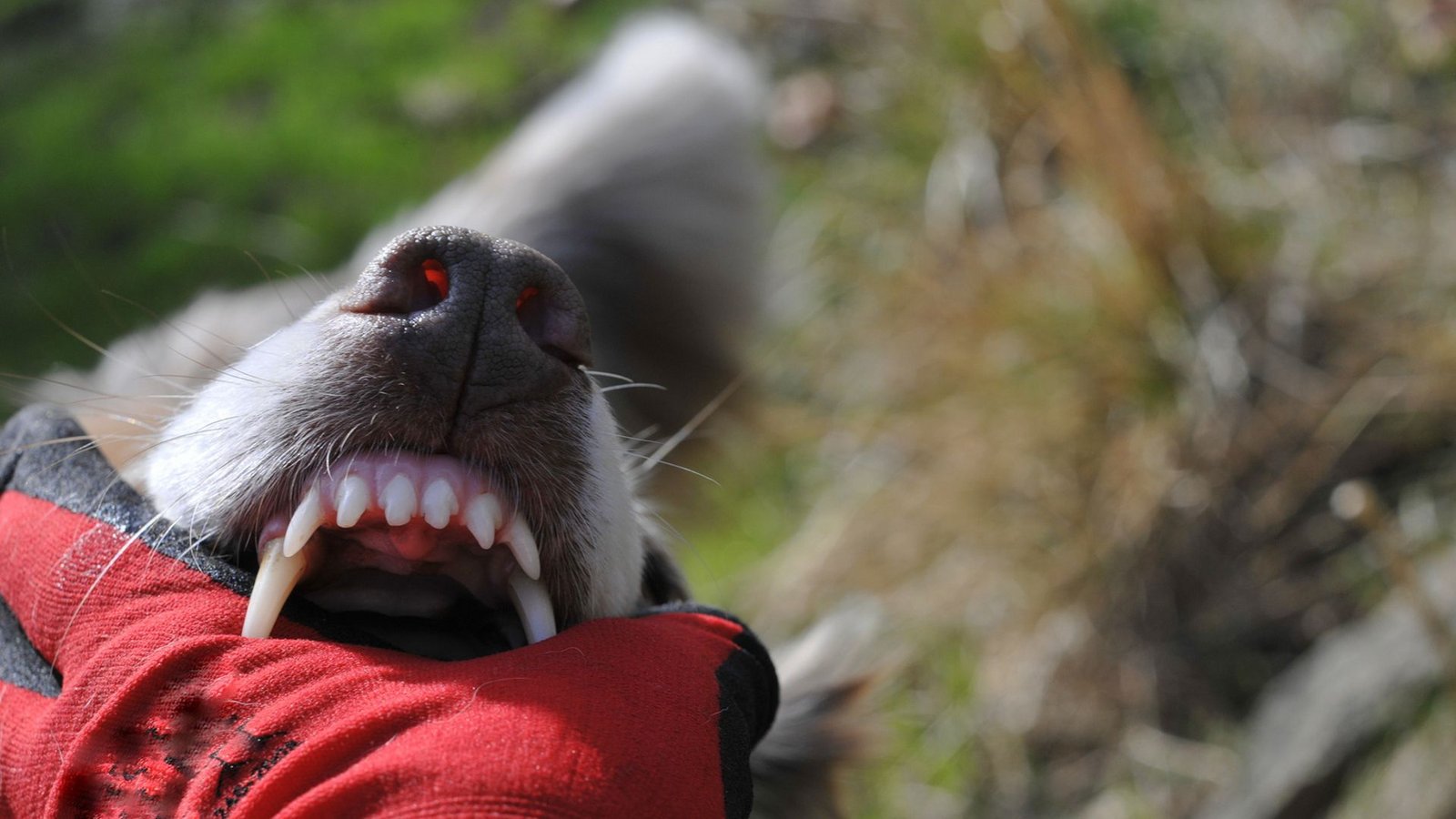 Der Hund soll unvermittelt zugebissen haben. (Symbolfoto)Foto: Grubrin - stock.adobe.com/Picasa Der Hund soll unvermittelt zugebissen haben. (Symbolfoto)Foto: Grubrin - stock.adobe.com/Picasa