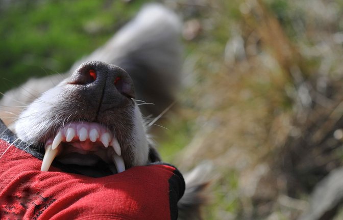Der Hund soll unvermittelt zugebissen haben. (Symbolfoto)<span class='image-autor'>Foto: Grubrin - stock.adobe.com/Picasa</span>
