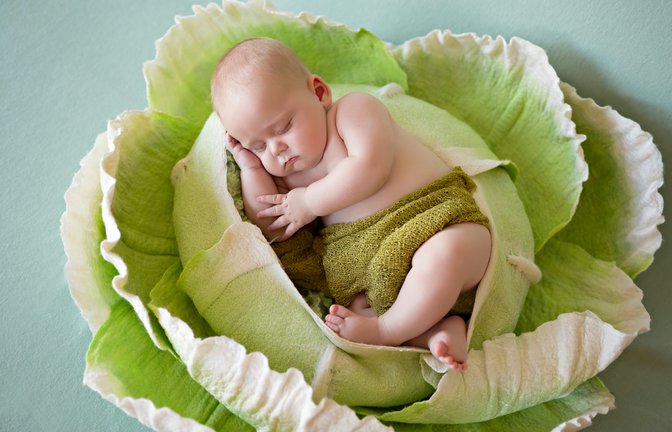 In Frankreich wachsen die Babys (vor allem Jungen) aus Kohlköpfen.<span class='image-autor'>Foto: Anna-Kharchenko/ Shutterstock</span>