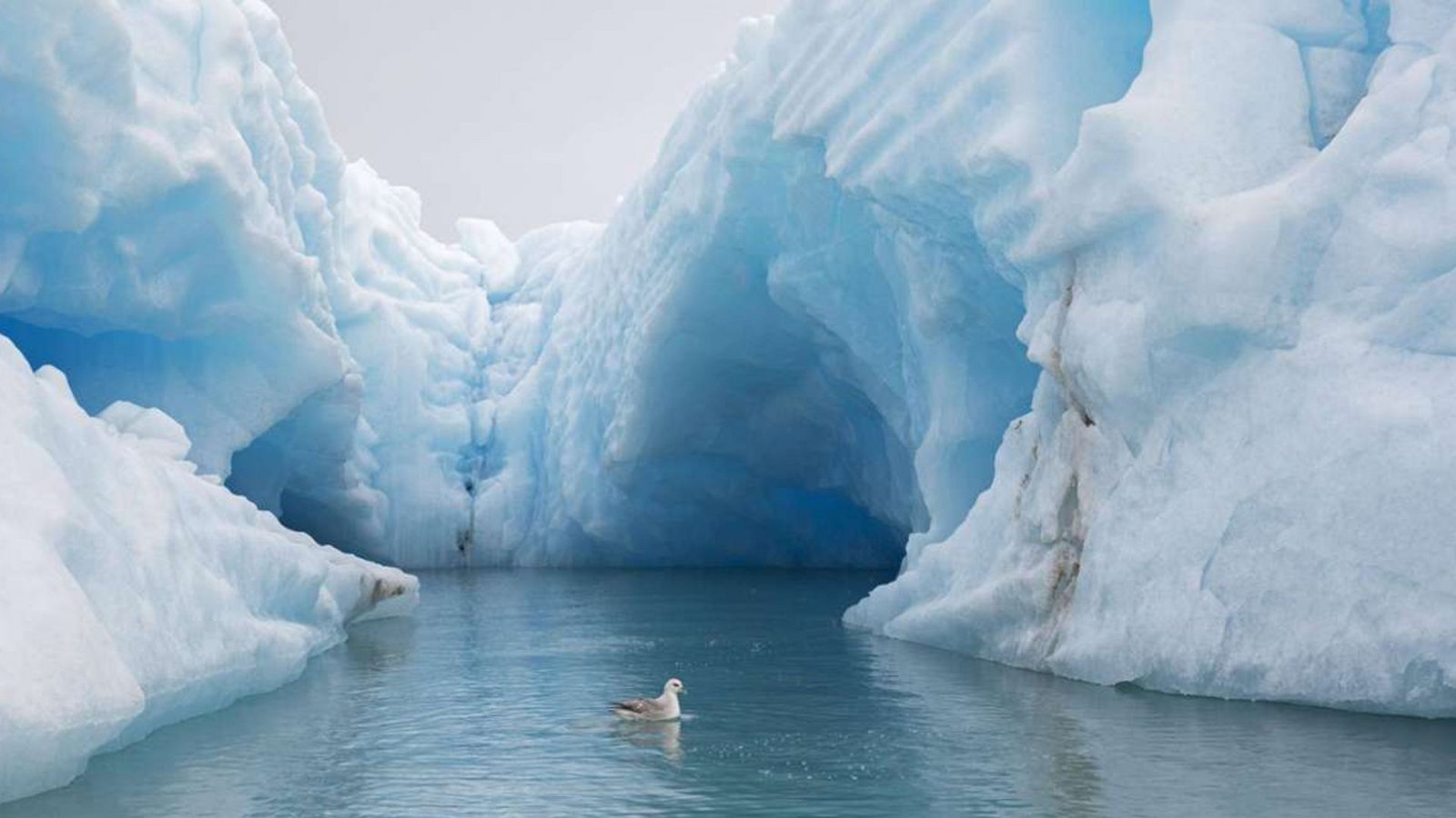 Ein Eissturmvogel schwimmt vor einem Eisberg im Nordpolarmeer.Foto: Imago/Imagebroker Ein Eissturmvogel schwimmt vor einem Eisberg im Nordpolarmeer.Foto: Imago/Imagebroker