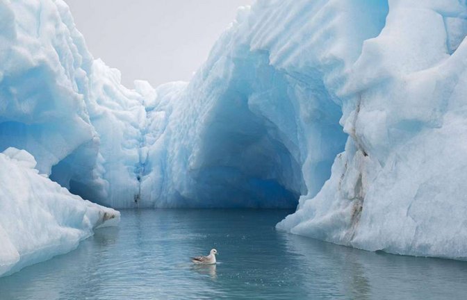 Ein Eissturmvogel schwimmt vor einem Eisberg im Nordpolarmeer.<span class='image-autor'>Foto: Imago/Imagebroker</span>