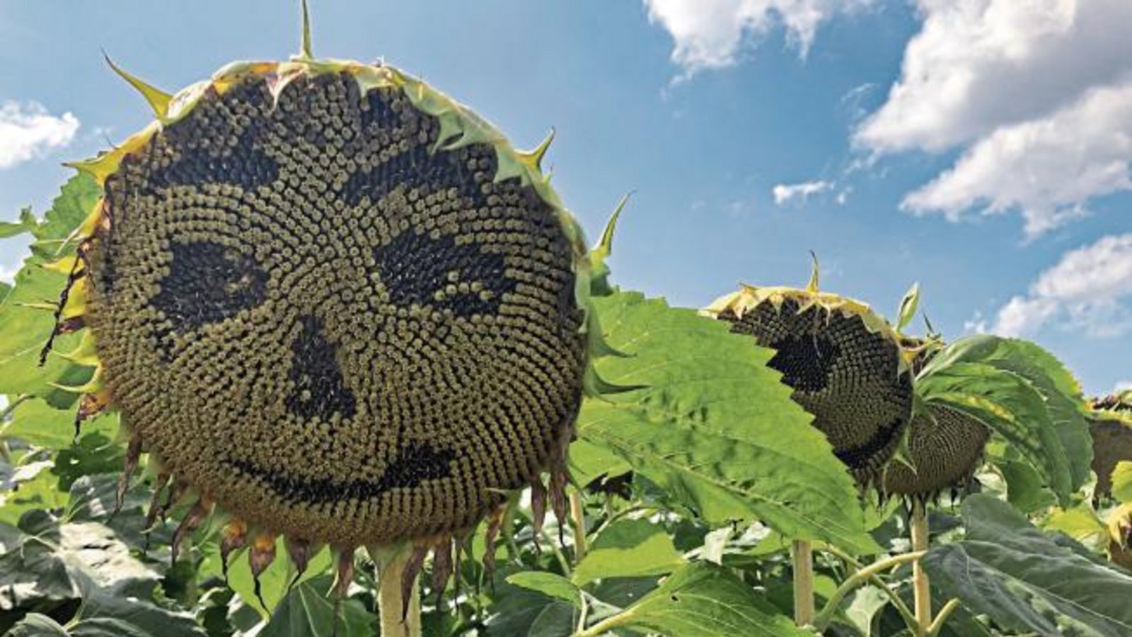 Da war bei Roßwag jemand besonders kreativ und hat diese Sonnenblumengesichter gestaltet. Foto: Hilgers Da war bei Roßwag jemand besonders kreativ und hat diese Sonnenblumengesichter gestaltet. Foto: Hilgers