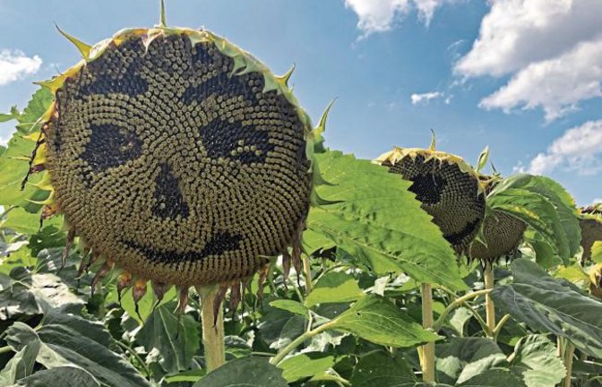 Da war bei Roßwag jemand besonders kreativ und hat diese Sonnenblumengesichter gestaltet. Foto: Hilgers