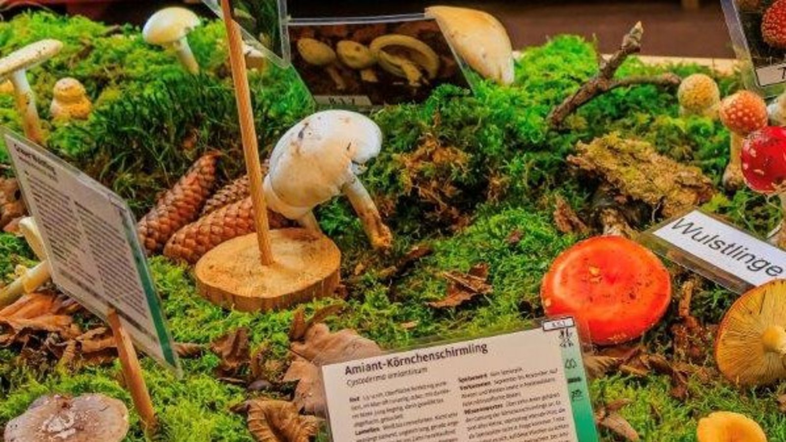 Wie im Wald gewachsen werden die Pilze im Naturparkzentrum präsentiert.  Foto: Zisler