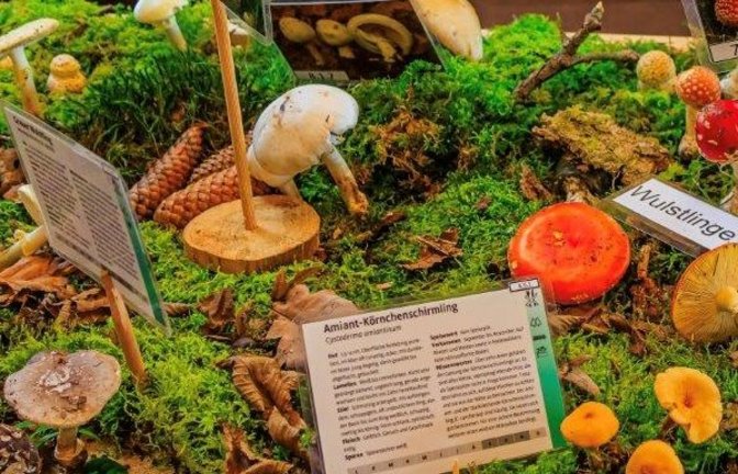Wie im Wald gewachsen werden die Pilze im Naturparkzentrum präsentiert.  <span class='image-autor'>Foto: Zisler</span>