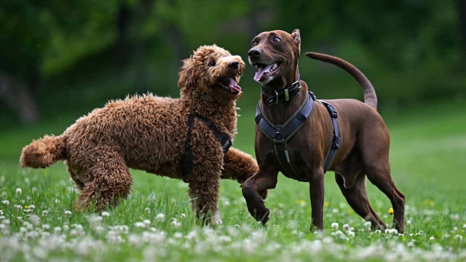 Zwei Hunde laufen auf der Hundewiese im Erfurter Nordpark frei herum. (Symbolbild)Martin Schutt/dpa Zwei Hunde laufen auf der Hundewiese im Erfurter Nordpark frei herum. (Symbolbild)Martin Schutt/dpa