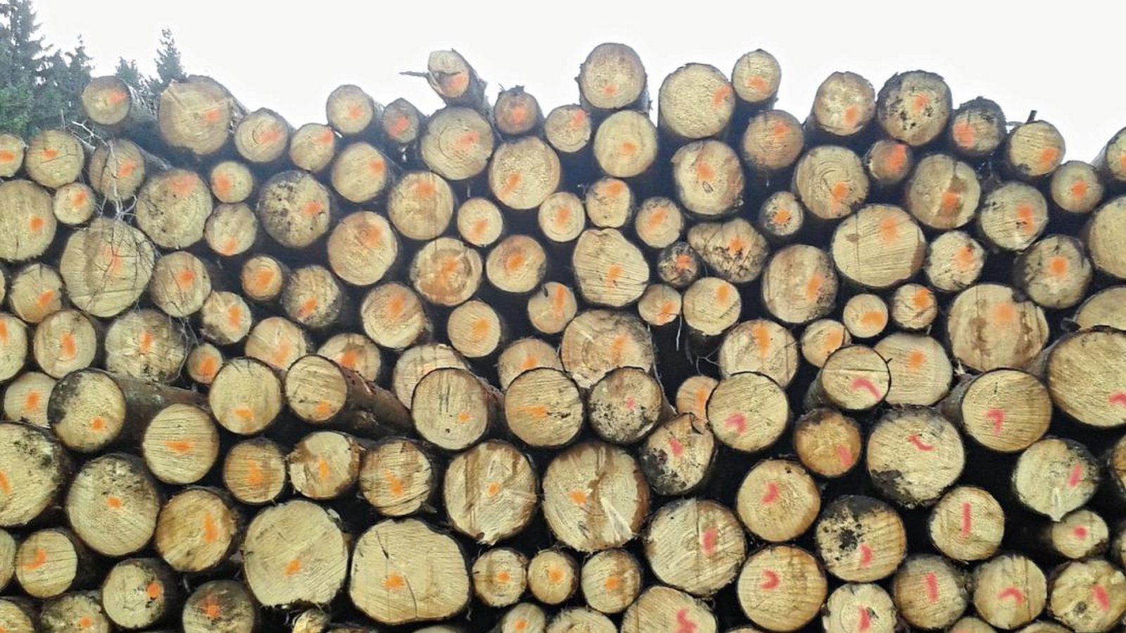 Die forstliche Welt wird künftig eine andere sein, wenn man Forstamtsleiter Frieder Kurtz glauben darf. Foto: Romanowski Die forstliche Welt wird künftig eine andere sein, wenn man Forstamtsleiter Frieder Kurtz glauben darf. Foto: Romanowski