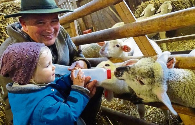 Kirbachtal-Schäfer Hans-Peter Schuhmacher und die kleine Luna, die an diesem Tag zu Besuch ist, füttern gemeinsam die Lämmer, die derzeit noch im Stall stehen.  Foto: Schmid