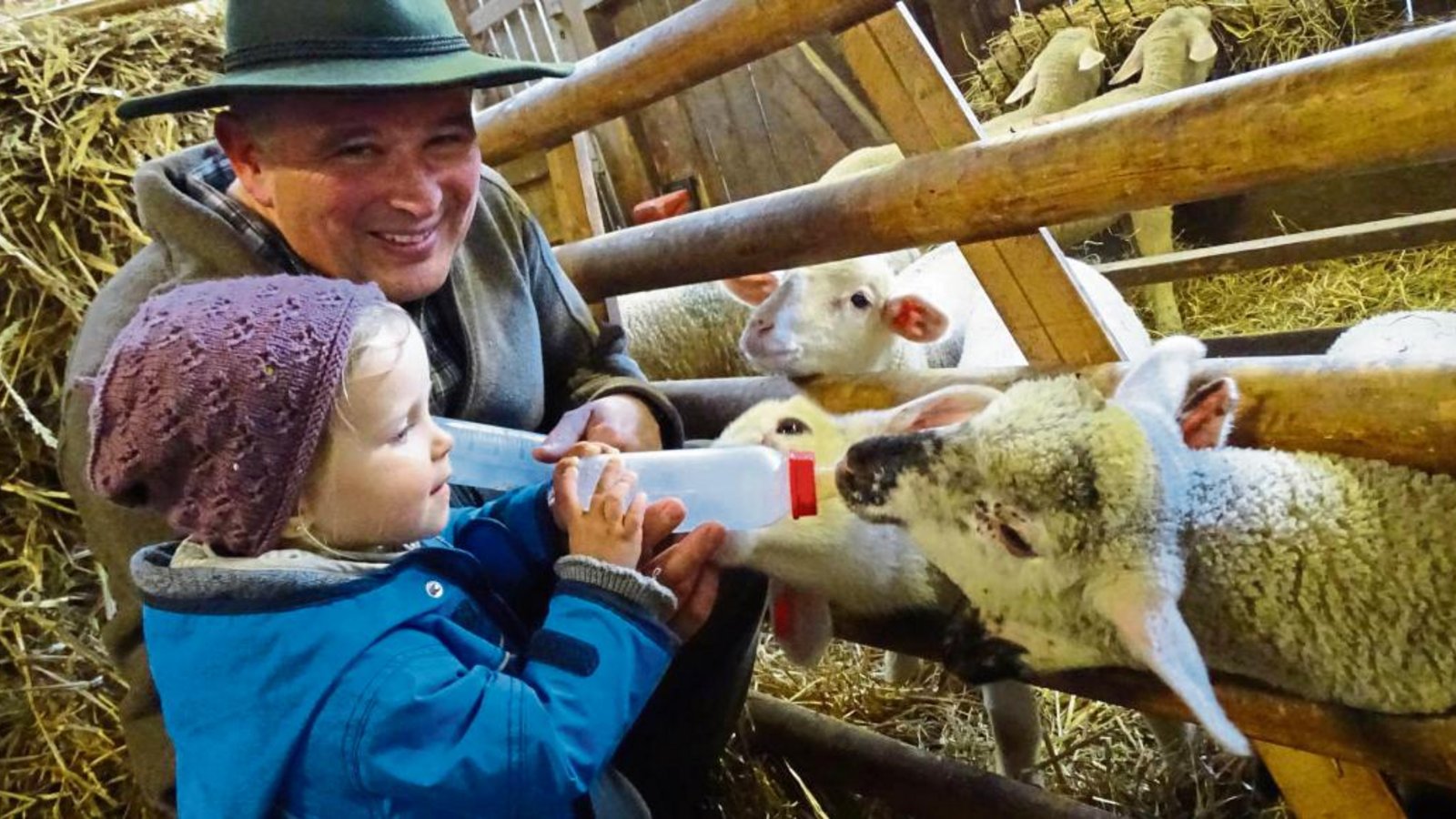 Kirbachtal-Schäfer Hans-Peter Schuhmacher und die kleine Luna, die an diesem Tag zu Besuch ist, füttern gemeinsam die Lämmer, die derzeit noch im Stall stehen.  Foto: Schmid