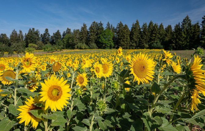 Zahlreiche Sonnenblumen werden am Morgen von der Sonne angestrahlt. (zu dpa: «Sonne satt und 28 Grad zum Wochenstart»)<span class='image-autor'>Silas Stein/dpa</span>