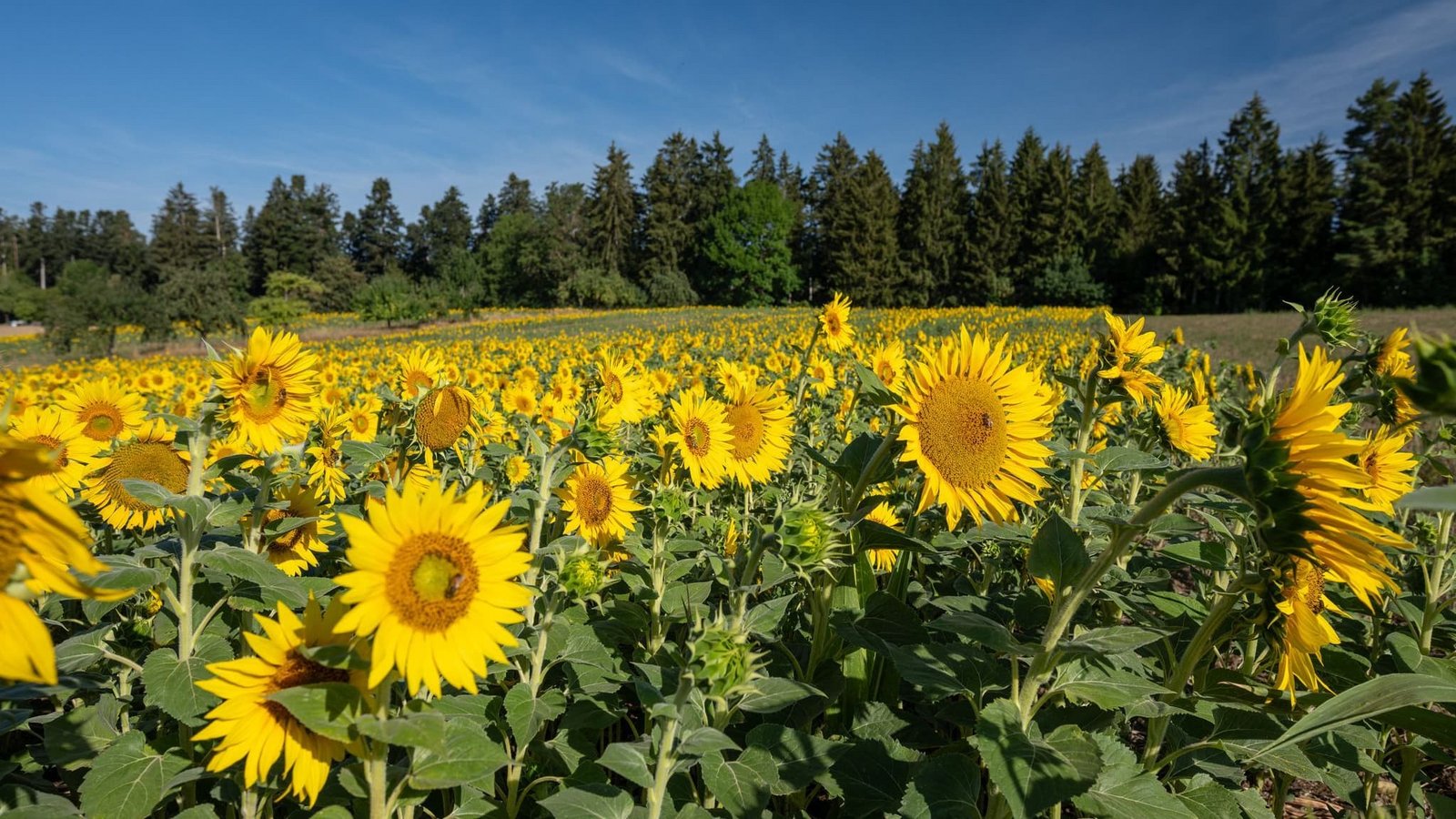 Zahlreiche Sonnenblumen werden am Morgen von der Sonne angestrahlt. (zu dpa: «Sonne satt und 28 Grad zum Wochenstart»)Silas Stein/dpa Zahlreiche Sonnenblumen werden am Morgen von der Sonne angestrahlt. (zu dpa: «Sonne satt und 28 Grad zum Wochenstart»)Silas Stein/dpa