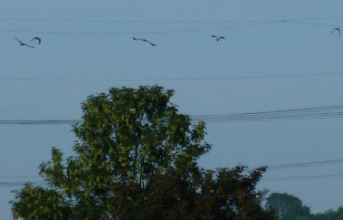 Weit weg aber für den Vogelexperten trotzdem zu erkennen: Kiebitze zwischen Nussdorf und Aurich. Foto: Rücker 