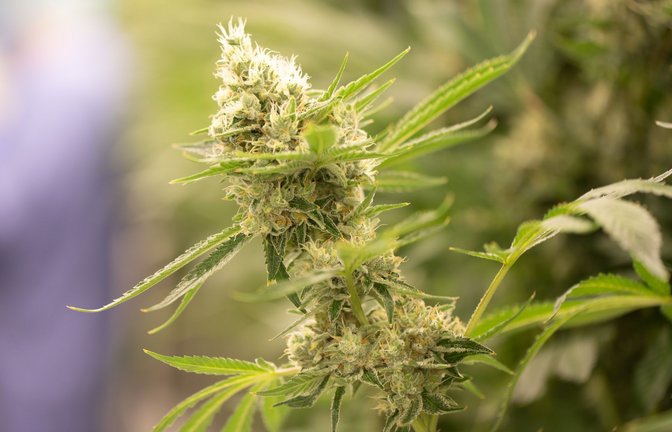 Nur mit Samen und etwas Erde bekommt man noch keine guten Cannabis-Pflanzen.<span class='image-autor'>Foto: picture alliance/dpa//Sebastian Kahnert</span>