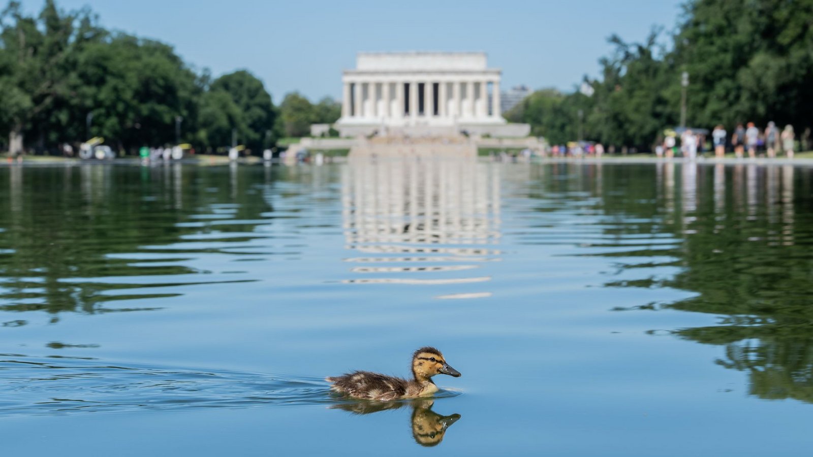 Ein Entenküken schwimmt durch grüne Algenflecken im Reflecting Pool des Lincoln Memorials in Washington.Foto: Matt Kaminsky/ZUMA Press Wire/dpa