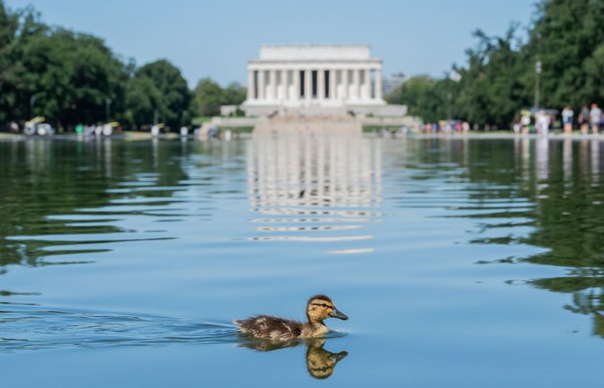 Ein Entenküken schwimmt durch grüne Algenflecken im Reflecting Pool des Lincoln Memorials in Washington.<span class='image-autor'>Foto: Matt Kaminsky/ZUMA Press Wire/dpa</span>