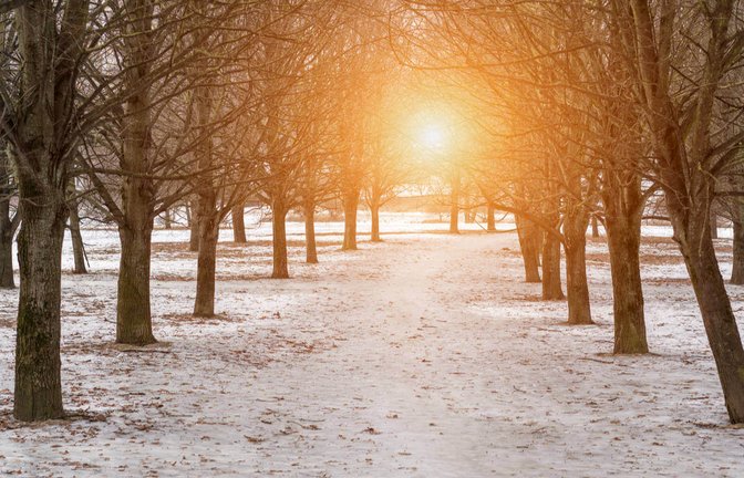 Foto: Bonsales / Shutterstock.com