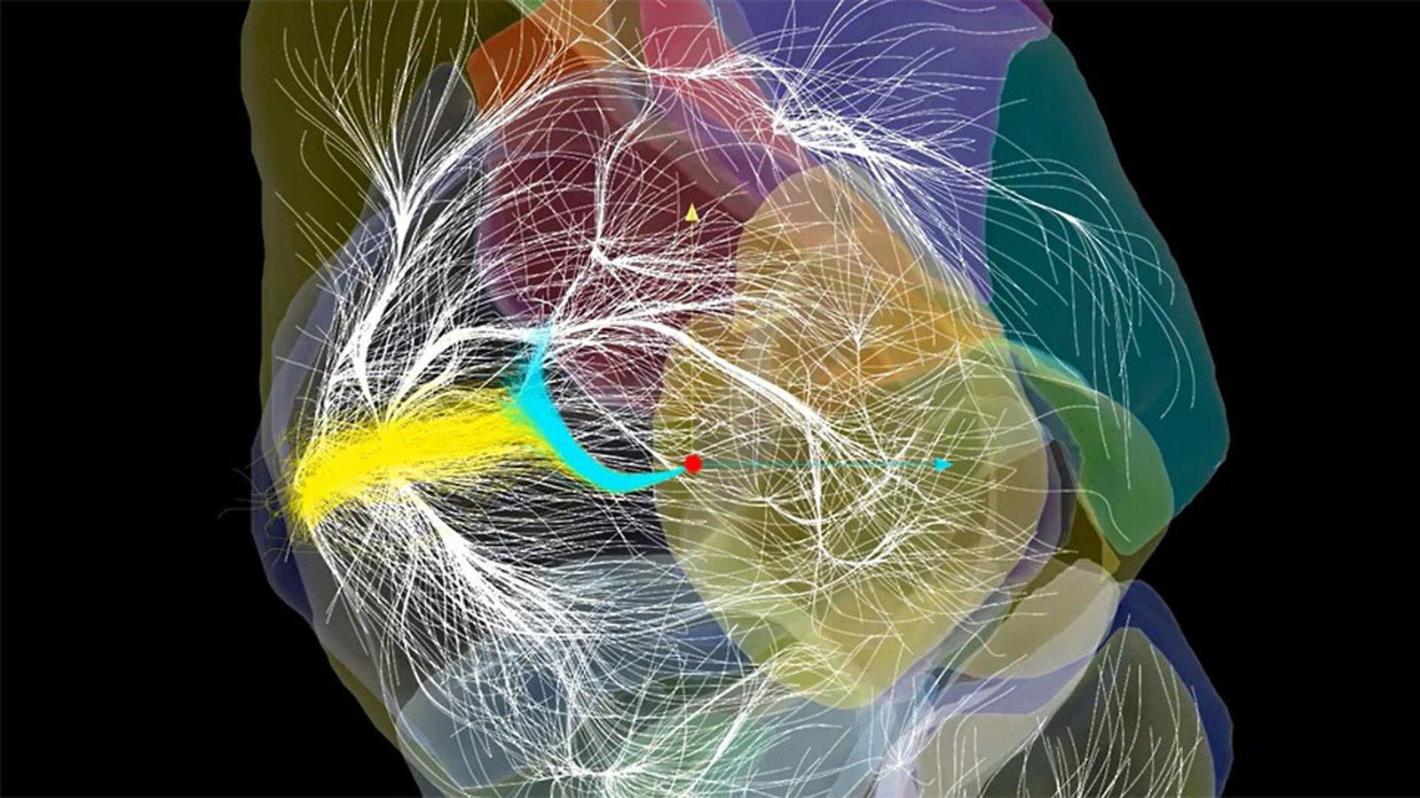 Die Milchstraße (kleiner roter Punkt) ist Teil eines Systems aus unvorstellbar gewaltigen Strömungen und Megastrukturen im Kosmos.Foto: © Daniel Pomarède/ Nature Astronomy, 2024 Die Milchstraße (kleiner roter Punkt) ist Teil eines Systems aus unvorstellbar gewaltigen Strömungen und Megastrukturen im Kosmos.Foto: © Daniel Pomarède/ Nature Astronomy, 2024