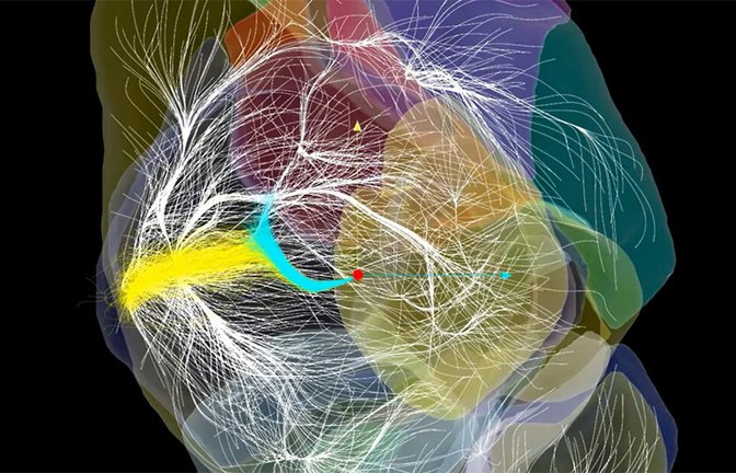 Die Milchstraße (kleiner roter Punkt) ist Teil eines Systems aus unvorstellbar gewaltigen Strömungen und Megastrukturen im Kosmos.<span class='image-autor'>Foto: © Daniel Pomarède/ Nature Astronomy, 2024</span>