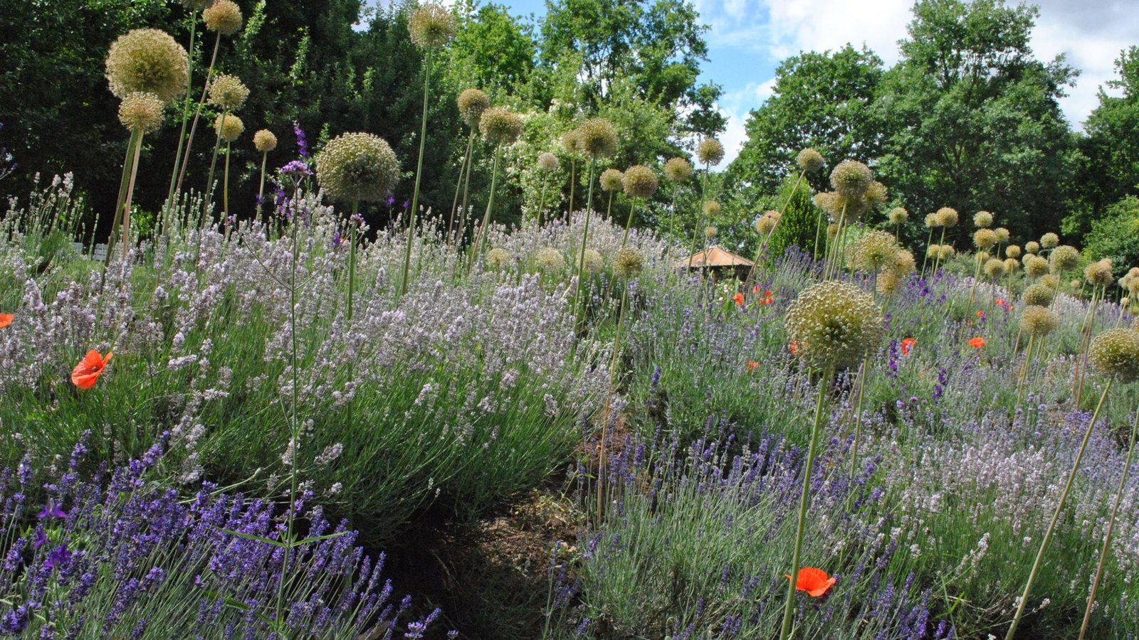 Privatgarten von Roland Doschka, der Besucher gerne durch sein Reich führt.Foto: Frühauf/Frühauf Privatgarten von Roland Doschka, der Besucher gerne durch sein Reich führt.Foto: Frühauf/Frühauf