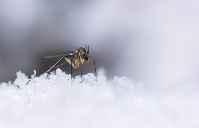 Für Mücken ist vor allem der Winter eine Herausforderung. Erfahren Sie, welche Strategien Mücken für die Überwinterung haben.<span class='image-autor'>Foto: Erik Karits / Shutterstock.com</span>