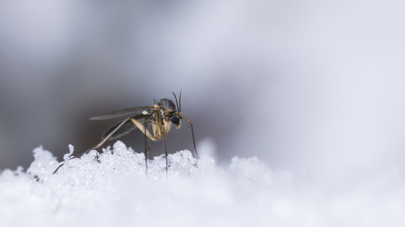 Für Mücken ist vor allem der Winter eine Herausforderung. Erfahren Sie, welche Strategien Mücken für die Überwinterung haben.Foto: Erik Karits / Shutterstock.com Für Mücken ist vor allem der Winter eine Herausforderung. Erfahren Sie, welche Strategien Mücken für die Überwinterung haben.Foto: Erik Karits / Shutterstock.com