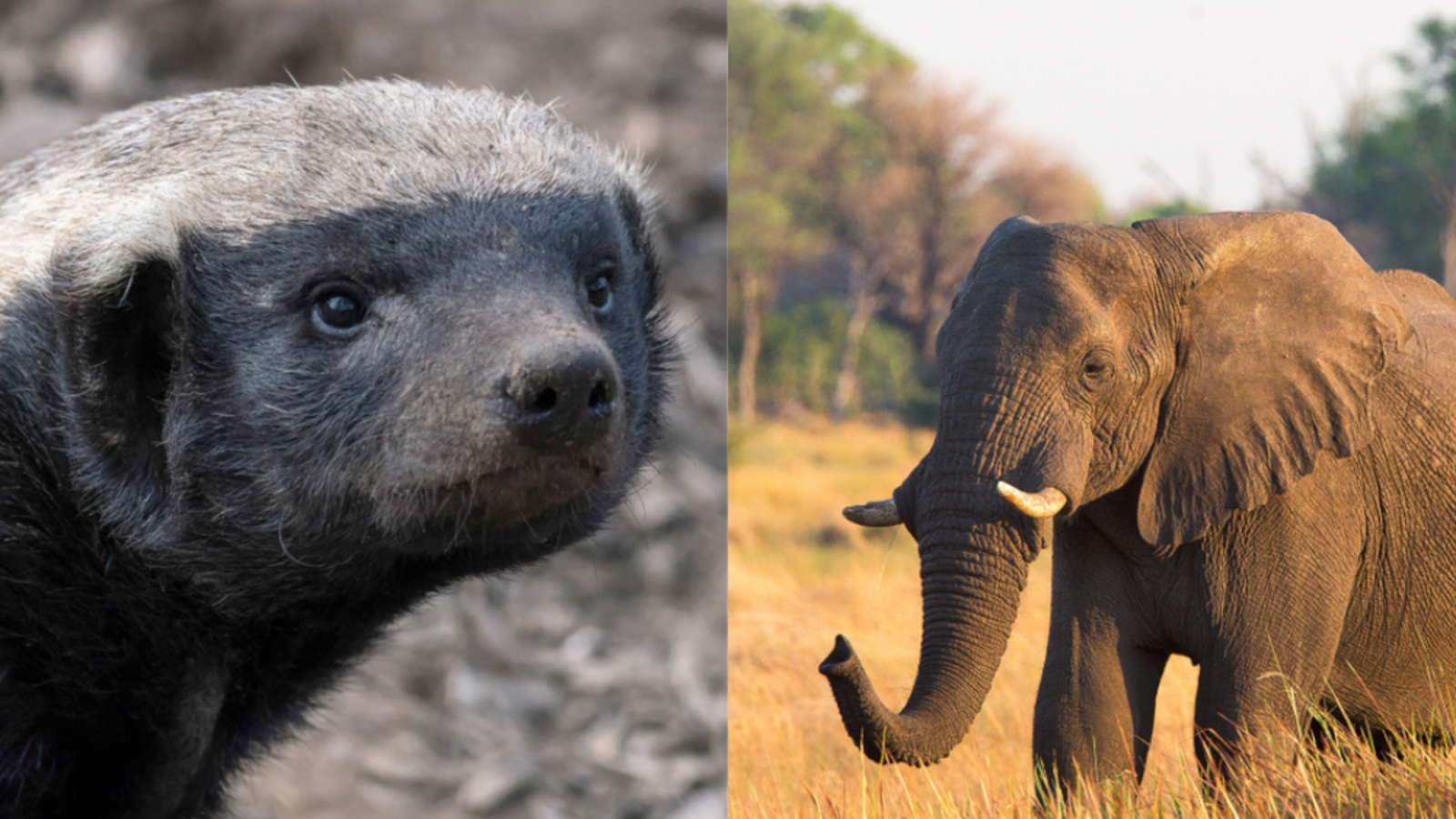Ein Honigdachs hat es mit einem Elefanten aufgenommen.Foto: Bildagentur Zoonar GmbH und Thomas Retterath via shutterstock.com