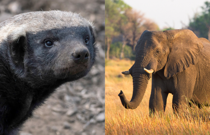 Ein Honigdachs hat es mit einem Elefanten aufgenommen.<span class='image-autor'>Foto: Bildagentur Zoonar GmbH und Thomas Retterath via shutterstock.com</span>