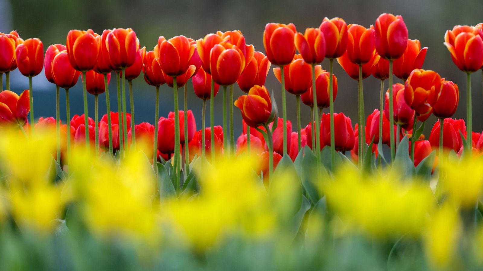 Baden-Württemberg erwarten in den nächsten Tagen frühlingshafte Temperaturen. (Symbolbild).Foto: Thomas Warnack/dpa