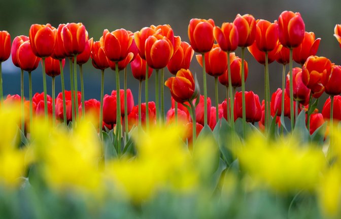 Baden-Württemberg erwarten in den nächsten Tagen frühlingshafte Temperaturen. (Symbolbild).<span class='image-autor'>Foto: Thomas Warnack/dpa</span>