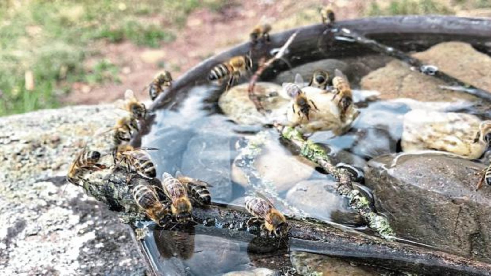 „Damit die Bienen nicht verdursten, finden sie am Brunnen auf dem Ensinger Friedhof eine Trinkgelegenheit. Hat wohl ein Tierliebhaber liebevoll eingerichtet, danke!“, schreibt unser Leser Klaus-Peter Hilgers zu seinem Foto. „Damit die Bienen nicht verdursten, finden sie am Brunnen auf dem Ensinger Friedhof eine Trinkgelegenheit. Hat wohl ein Tierliebhaber liebevoll eingerichtet, danke!“, schreibt unser Leser Klaus-Peter Hilgers zu seinem Foto.