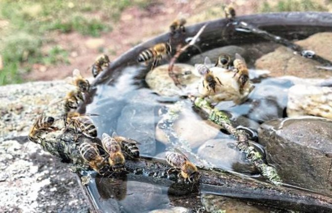 „Damit die Bienen nicht verdursten, finden sie am Brunnen auf dem Ensinger Friedhof eine Trinkgelegenheit. Hat wohl ein Tierliebhaber liebevoll eingerichtet, danke!“, schreibt unser Leser Klaus-Peter Hilgers zu seinem Foto.
