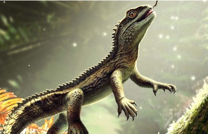 Der Eidechsen-Vorfahre lebte demnach im Mittleren Trias und war so klein, dass sein ganzer Körper auf eine menschliche Handfläche gepasst hätte.<span class='image-autor'>Foto: © Bob Nicholls/Nature</span>