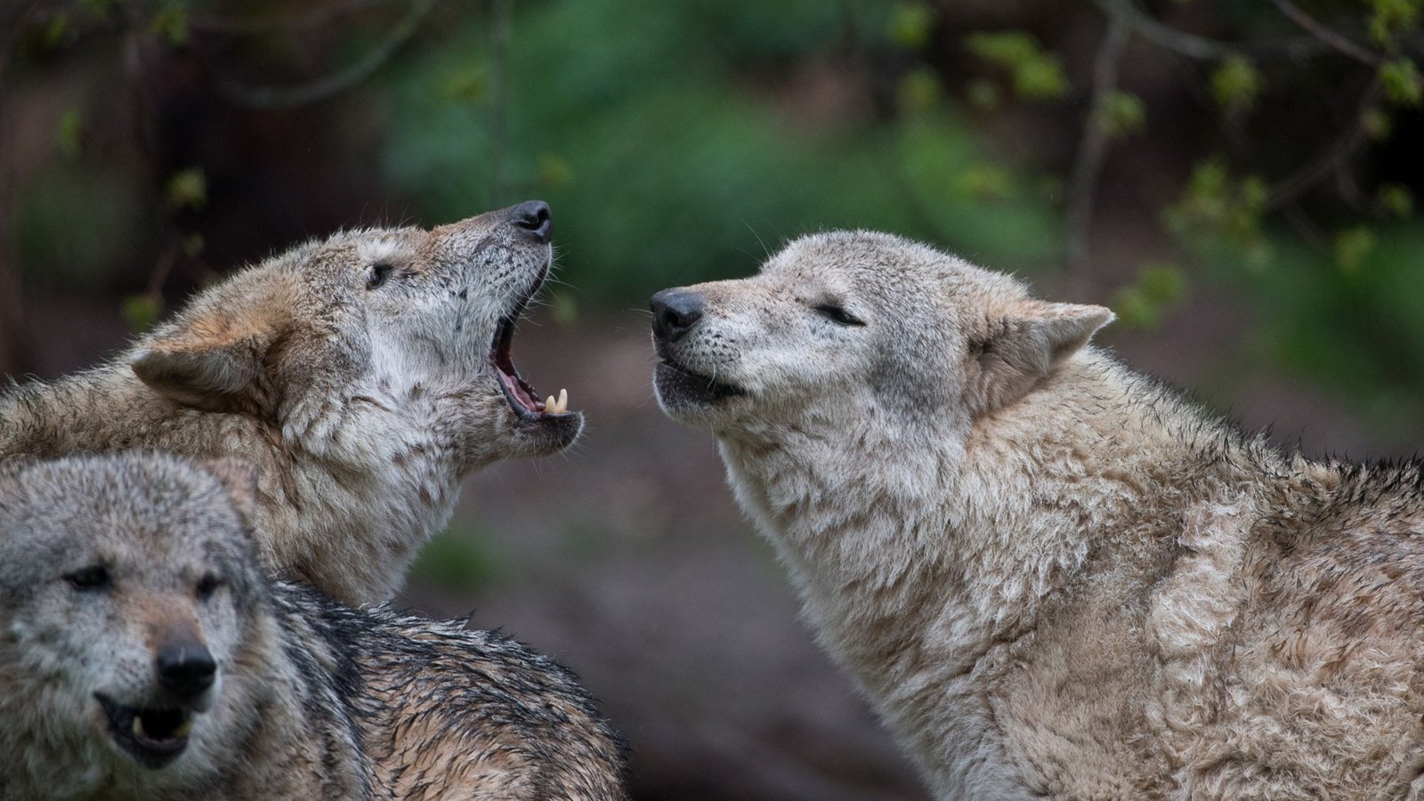 Europäische Wölfe heulen im Wildparadies Tripsdrill im baden-württembergischen Cleebronn.  Derzeit gelten nur noch drei Wölfe in Baden-Württemberg als sesshaft. (Symbolbild)Foto: dpa/Sebastian Gollnow