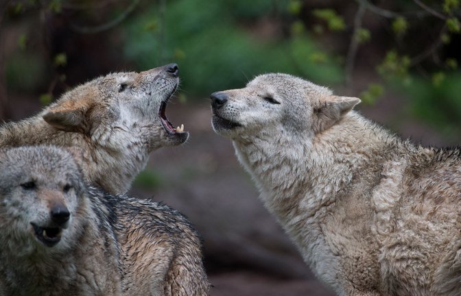 Europäische Wölfe heulen im Wildparadies Tripsdrill im baden-württembergischen Cleebronn.  Derzeit gelten nur noch drei Wölfe in Baden-Württemberg als sesshaft. (Symbolbild)<span class='image-autor'>Foto: dpa/Sebastian Gollnow</span>