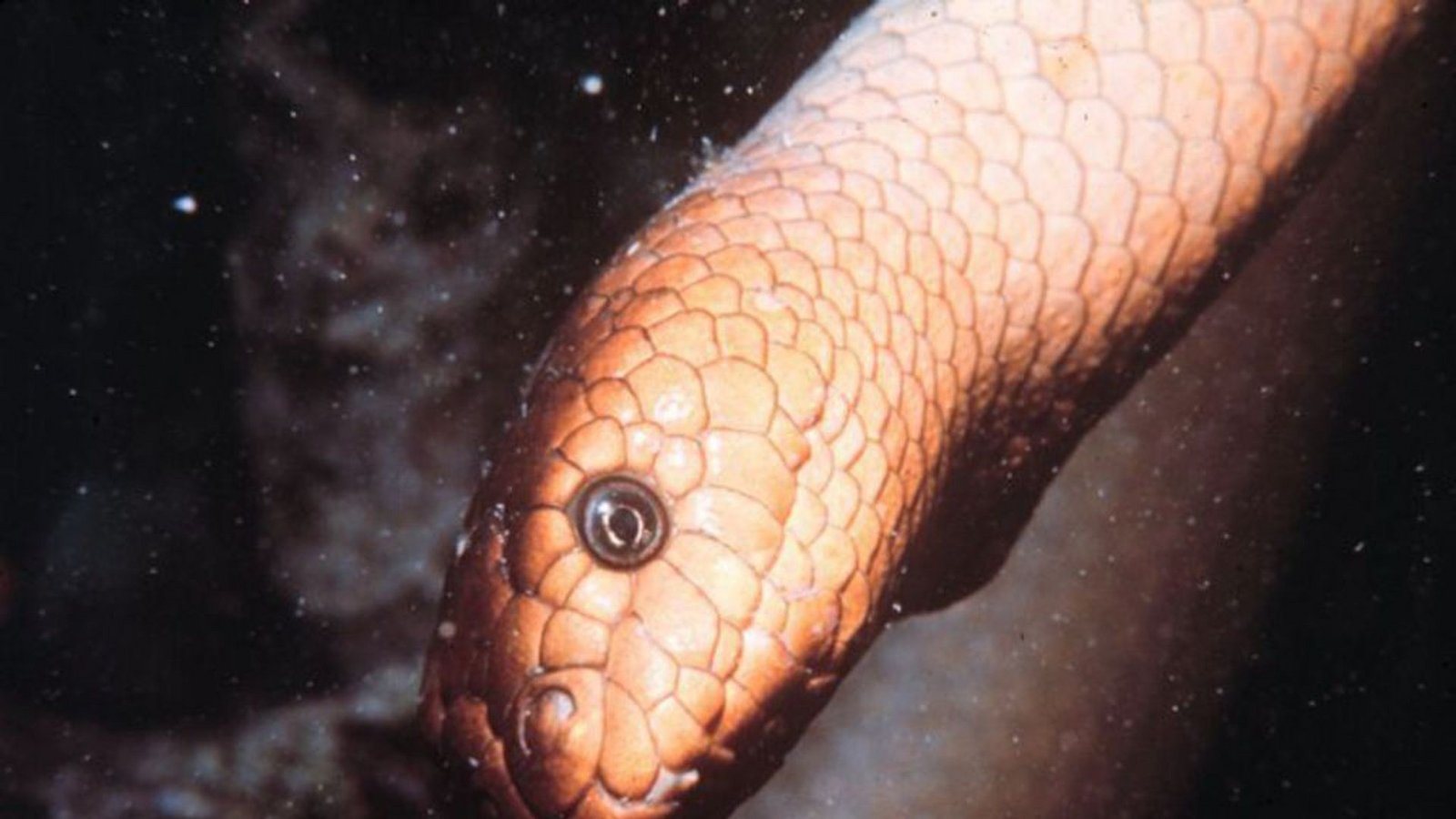 Dubois’ Seeschlange (Aipysurus duboisii, Symbolbild Seeschlange): Diese elegante Tier gilt als giftigste Seeschlange, die in Australien am Great Barrier Riff, in Indonesien, im Korallenmeer, in Neukaledonien, Papua-Neuguinea und Taiwan vorkommt. Ein Biss der bis zu 150 Zentimeter langen Seeschlange ist kaum zu spüren, doch schon nach 30 Minuten setzt Übelkeit ein, gefolgt von einer Lähmung der Arme und Beine. Danach setzt die Atmung aus. Wenn kein Gegengift verabreicht wird, stirbt man quallvoll innerhalb von drei Tagen.Foto: Wikipedia commons/OAR/National Undersea Research Program