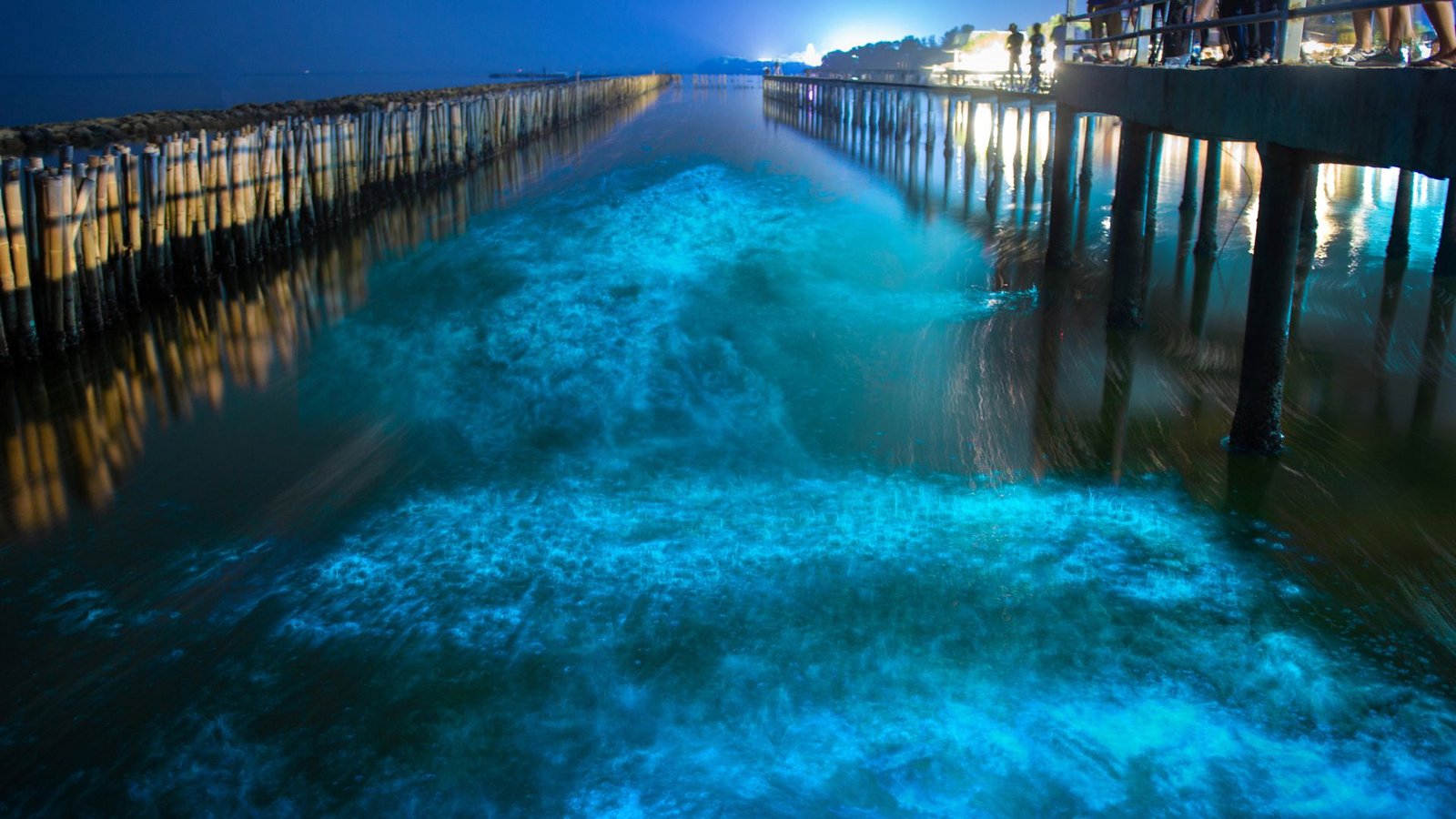 Meeresleuchten in Mangrovenwäldern auf Khok Kham und Samut Sakhon bei Bangkok (Thailand).Foto: Imago/Depositphotos