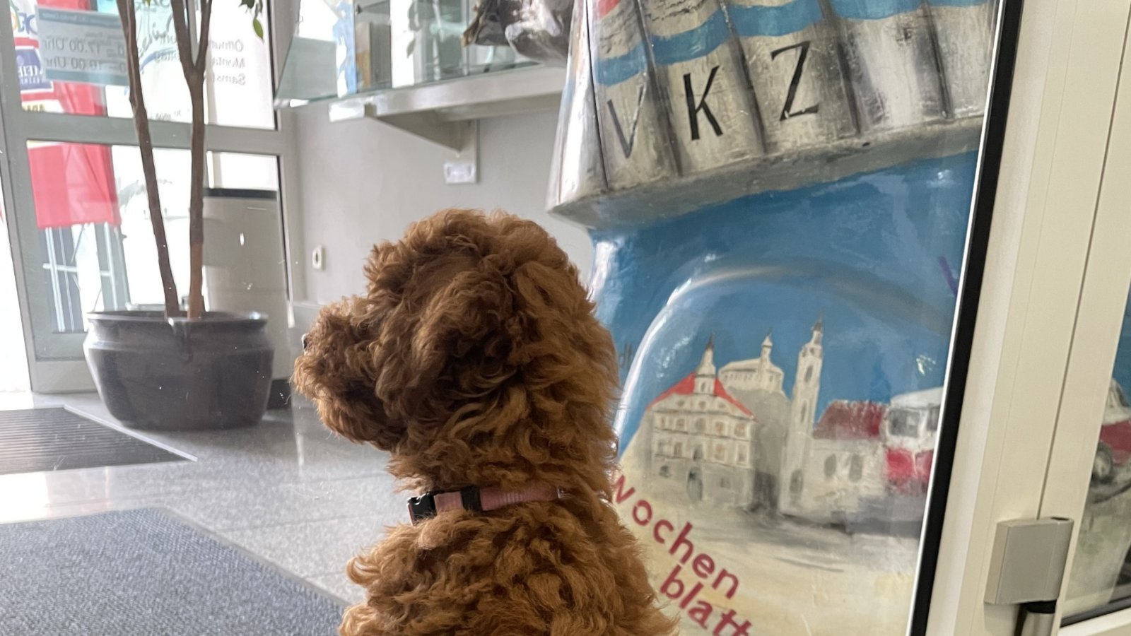 Niedlichkeits-Alarm herrschte gestern kurzzeitig im VKZ-Service-Center, als Kollegin Sina Ziegler ihren zehn Wochen alte Goldendoodle namens Rosi vorstellte.  Foto: Göller